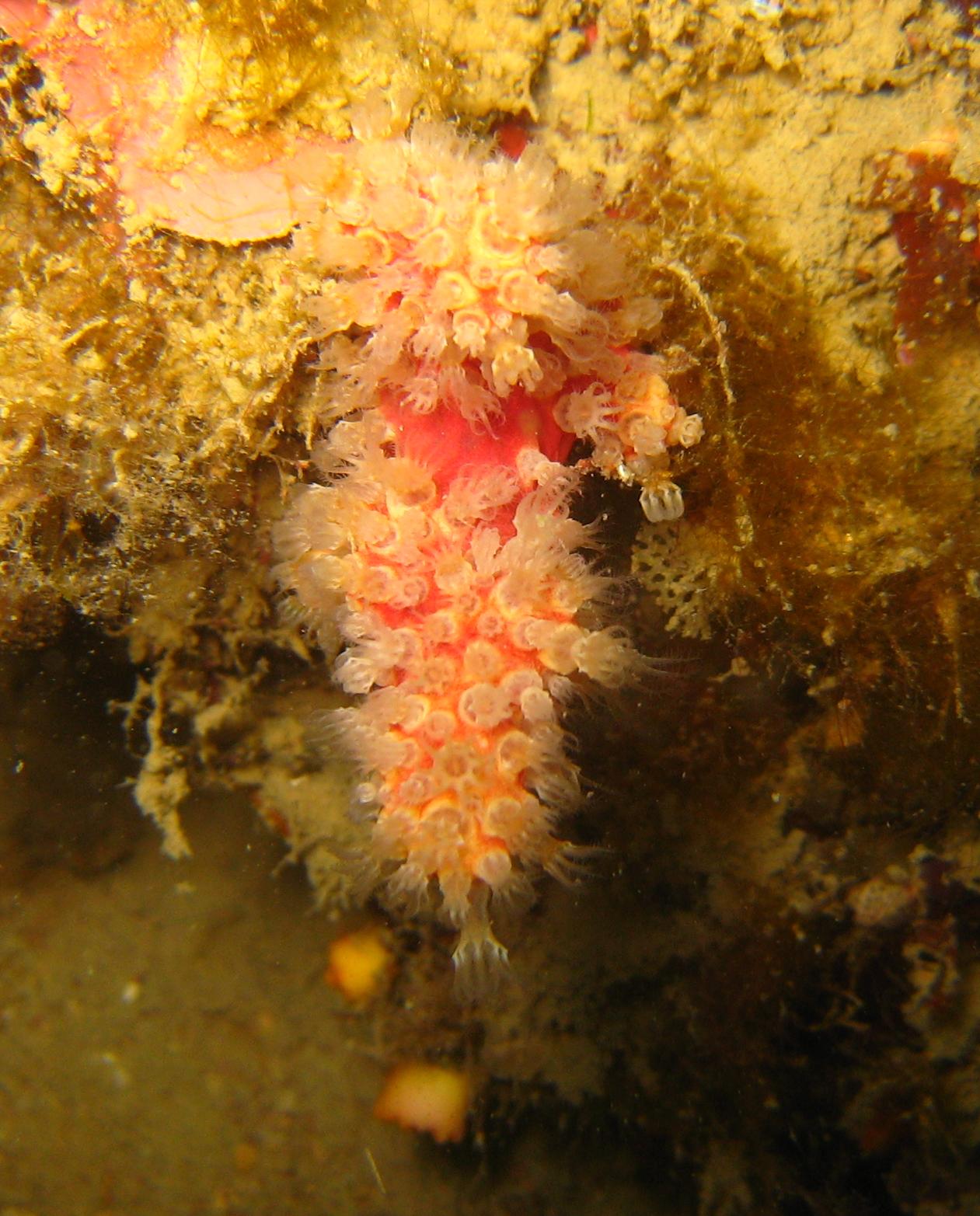 Alcyonium